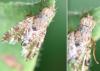Tephritis sp.